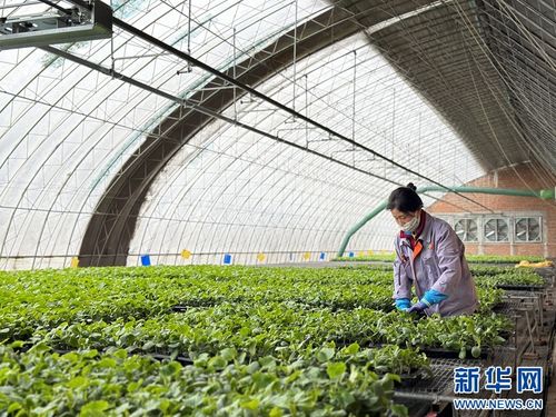 果蔬住上科技房，智慧農業種出新花樣
